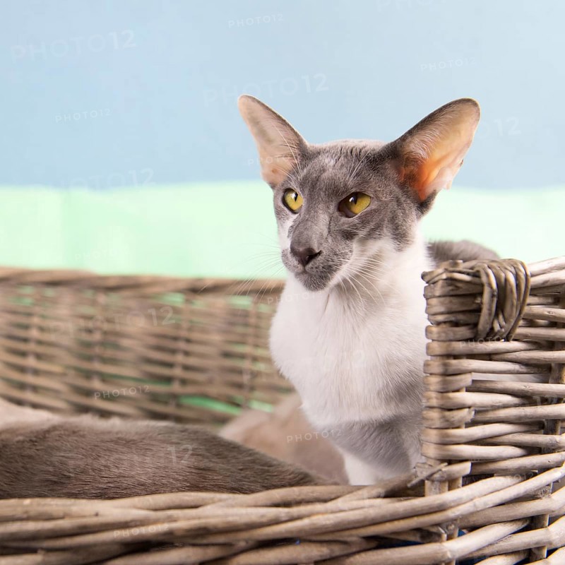 Modern gray mottled pure breed Siamese cat