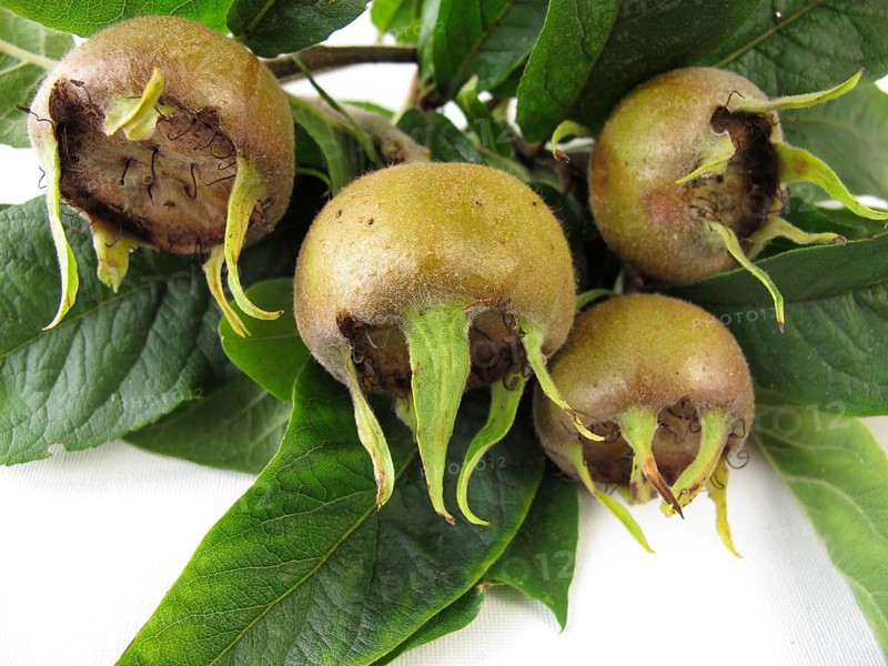 Medlar branches with fruit