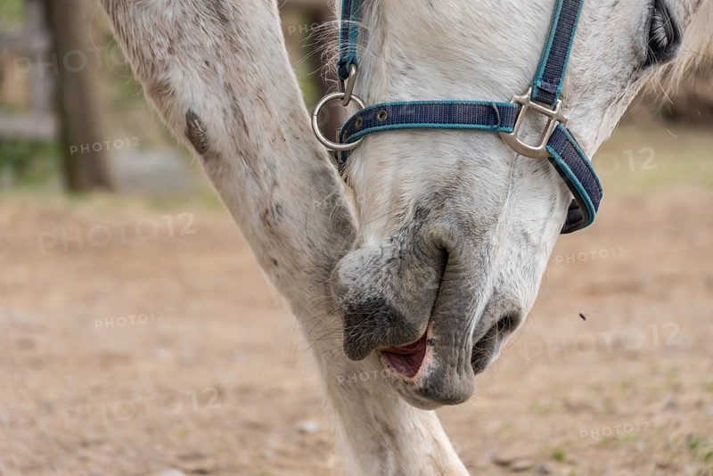 White horse grooming itself at the foot - close-up of a grey horse's head
