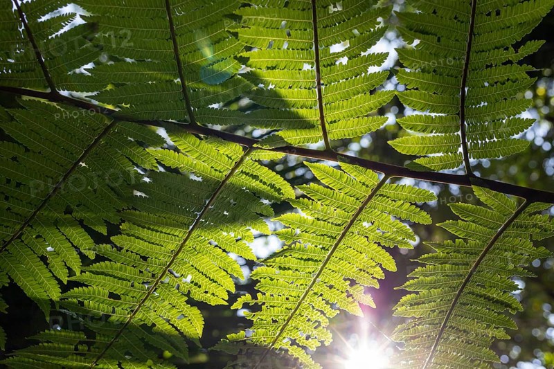 Fern, Detail, Costa Rica, Central America, Latin America, Central America