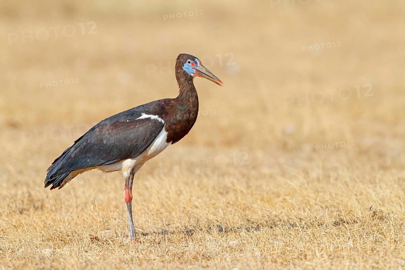 Abdim's stork, rain stork, Abdim, (Ciconia abdimii), African stork species, family of storks, Raysut Water Treatment Plant, Salalah, Dhofar, Oman, Asia