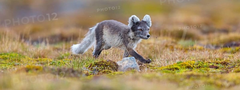 Arctic fox foraging, Arctic fox, (Alopex lagopus), Europe, Norway, Spitsbergen, Longyearbyen, Svalbard / Spitsbergen, Norway, Europe