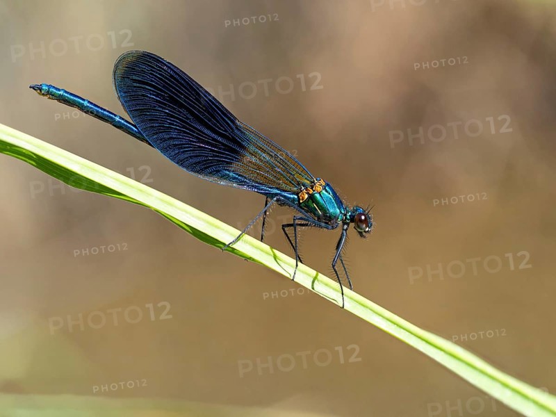 Blue-winged damselfly, dragonfly, damselfly, common damselfly, insect, insect, (Calopteryx virgo), Lesvos, Greece, Europe