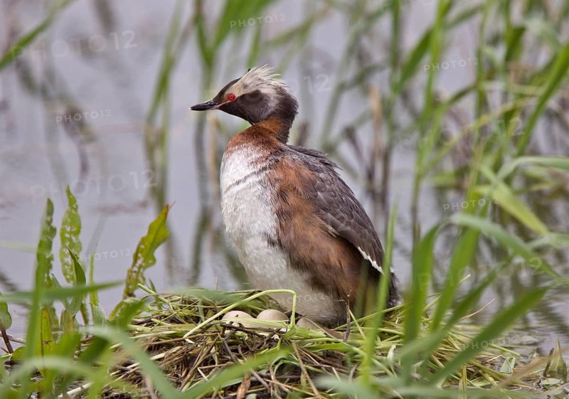 Eared Grebe in Saskatchewan Canada Pond with eggs