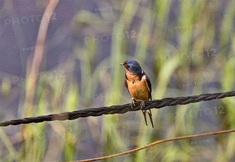 Barn Swallow on Wire in Saskatchewan Canada