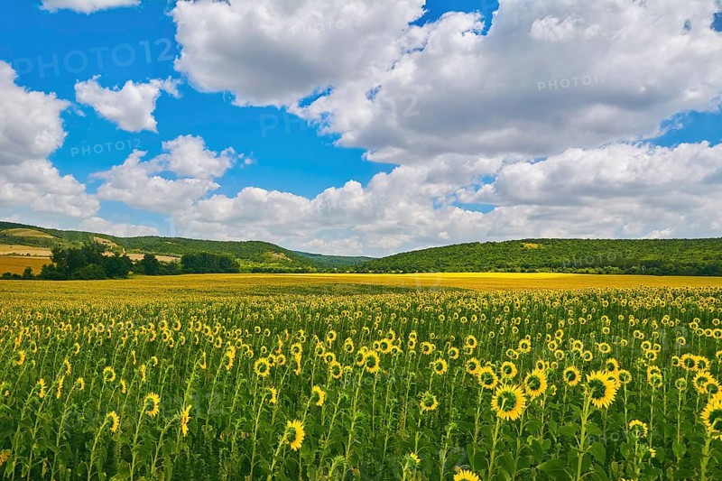 Sunflowers Field in Bulgaria Devnja, Varna, Bulgaria, Europe