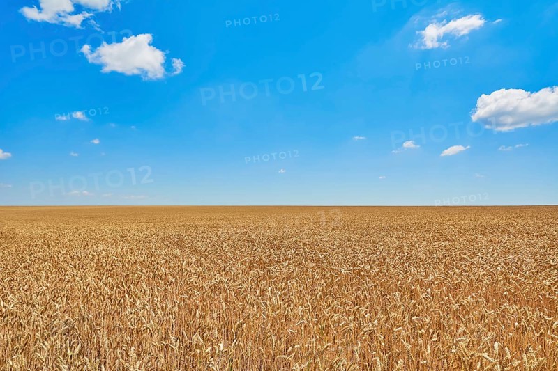 Field of Rye under Blue Sky in Bulgaria Bulgaria