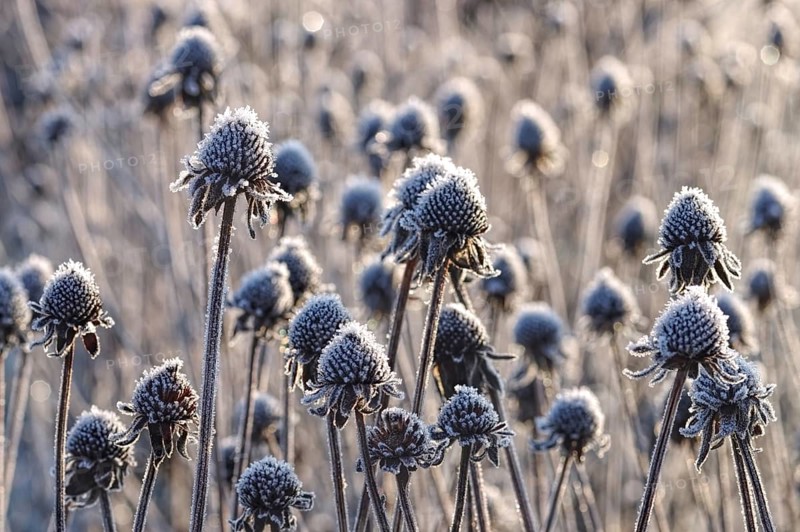 Sun hat with hoarfrost in winter, black-eyed Susan with hoarfrost in winter