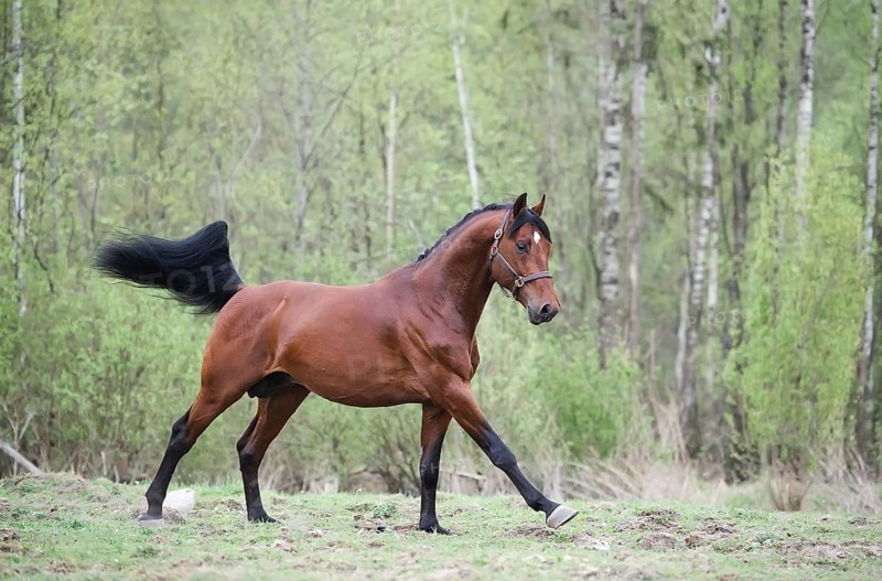 Cantering bay horse. spring
