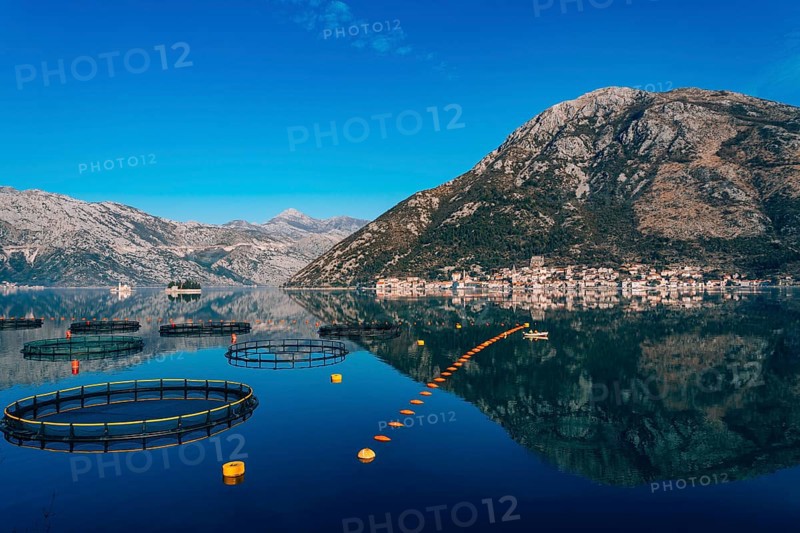 Fish farm in Montenegro. The farm for breeding and fish farming in the Bay of Kotor