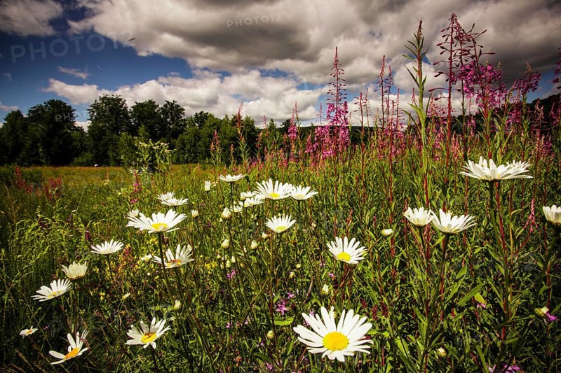 Wild flowers near the lake and sky landscape