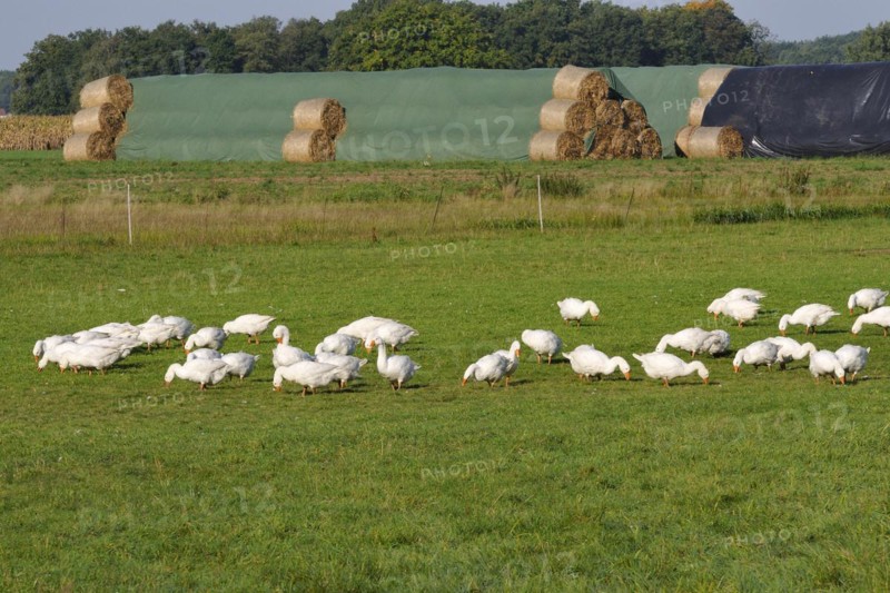 Gaensezucht, Hausgaense (Anser anser domestica) Geese (Anser anser domestica)