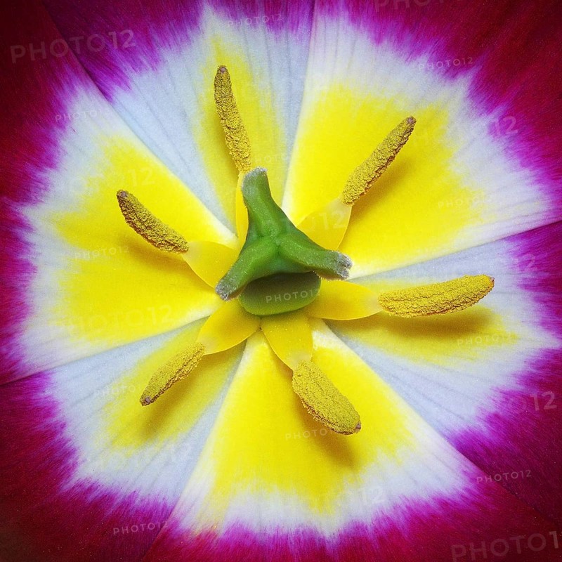 Ovary and stamens of a tulip flower