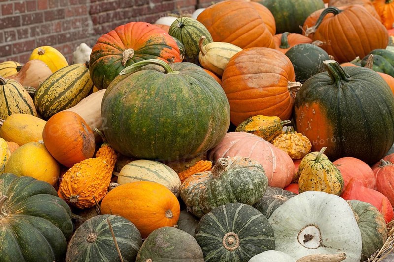 Various colourful pumpkins of different sizes and shapes, harvest shown, borken, münsterland, germany