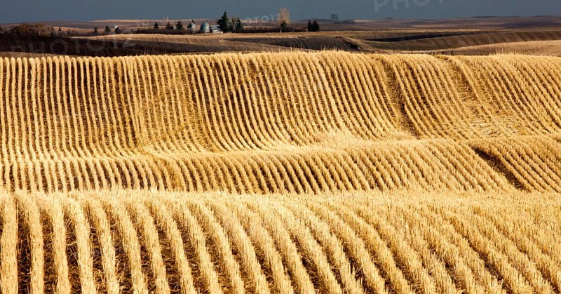 Stubble Rows Saskatchewan farming harvest contour