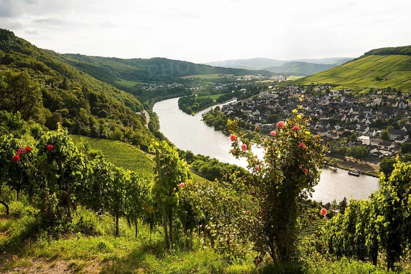 Vineyard with roses, sunset, Moselsteig Trail, Bernkastel-Kues, Moselle, Rhineland-Palatinate, Germany, Europe
