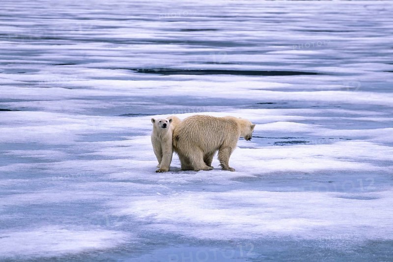 Two Polar bears (Ursus maritimus) on melting sea ice in arctic, Spitsbergen, Svalbard, Norway, Europe
