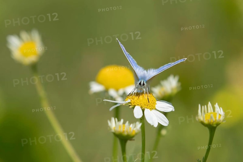Common blue butterfly (Polyommatus icarus) adult insect feeding on a Mayweed flower in summer, England, United Kingdom, Europe