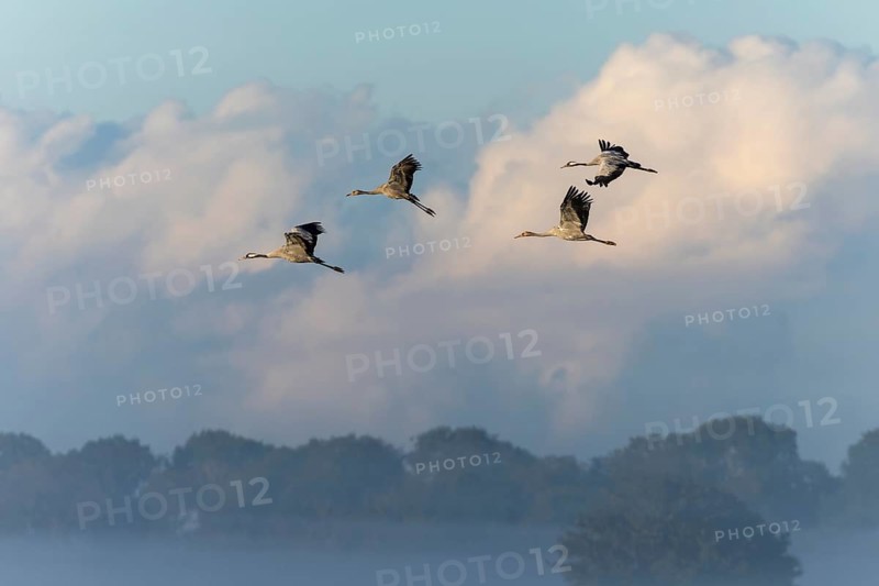 A group of cranes flies high in the cloudy, misty sky, Crane (Grus grus) wildlife, Western Pomerania Lagoon National Park, Zingst, Mecklenburg-Western Pomerania, Germany, Europe