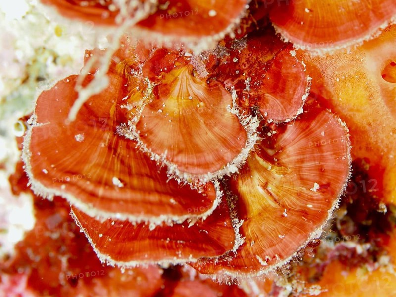 Close-up of scale leaf (Peyssonnelia squamaria), red alga, algae, with distinct textures and colour nuances, dive site Les Grottes, Giens peninsula, Provence Alpes Côte d'Azur, France, Europe