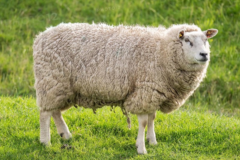Sheep on the dyke, Hauke-Haien-Koog, North Frisia, Schleswig-Holstein, Germany, Europe