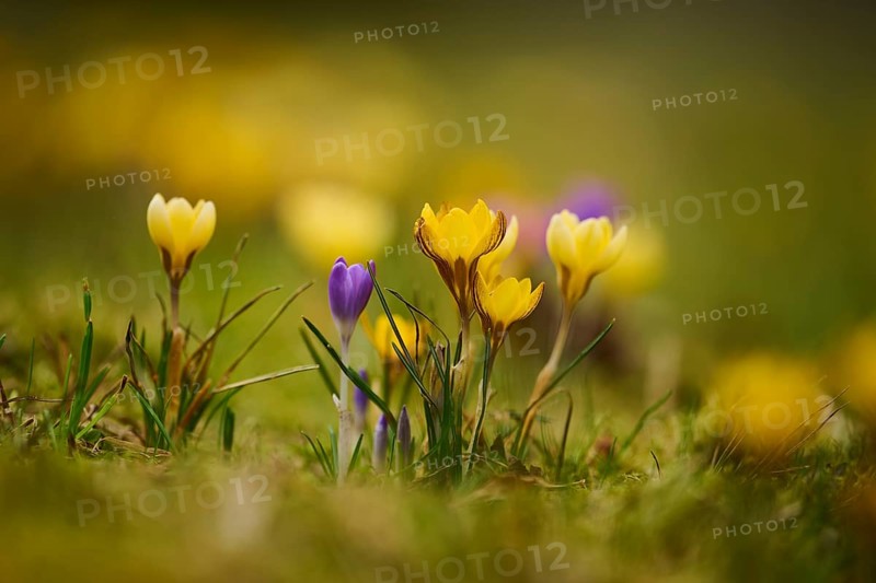 Spring Crocus or Giant Crocus (Crocus cultivars) flowering colourful in spring on a meadow, Bavaria, Germany, Europe