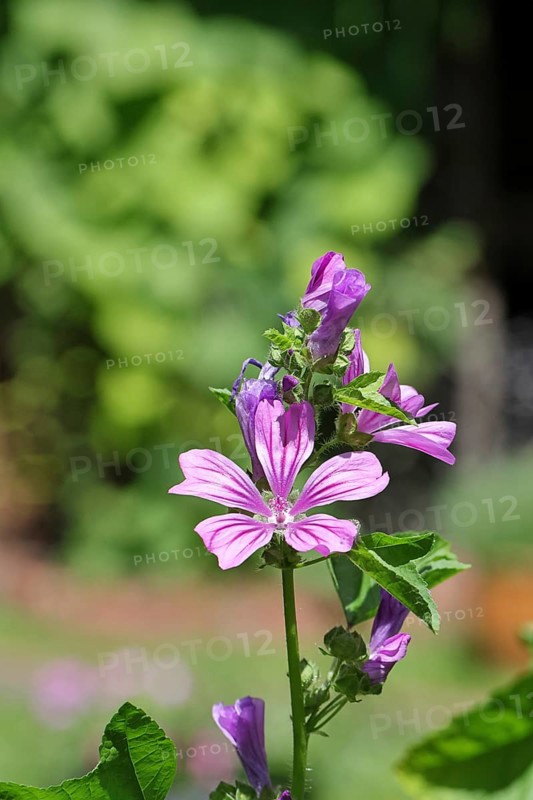 Common mallow (Malva sylvestris), flower in a meadow, medicinal plant, aromatic plant, medicinal use, Wilnsdorf, North Rhine-Westphalia, Germany, Europe