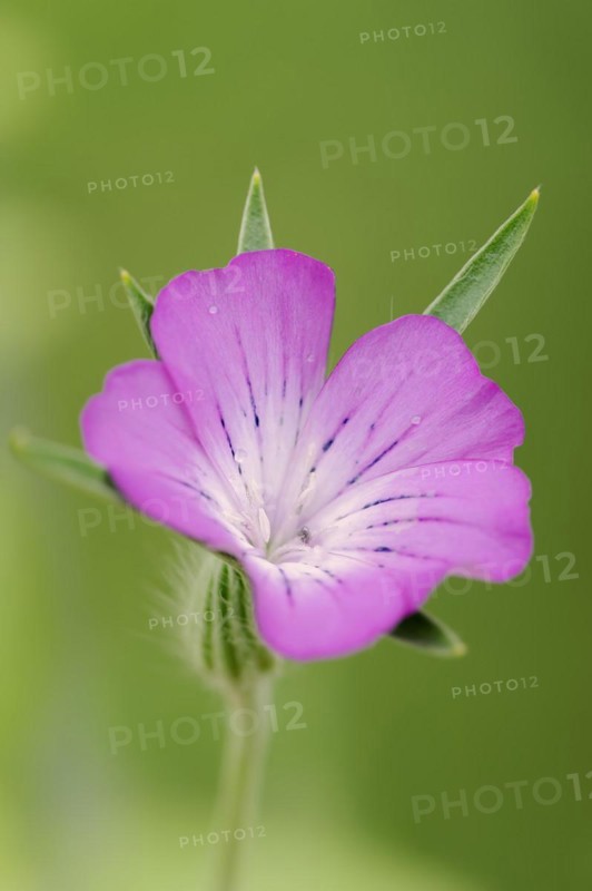 Common corncockle (Agrostemma githago), flower, North Rhine-Westphalia, Germany, Europe