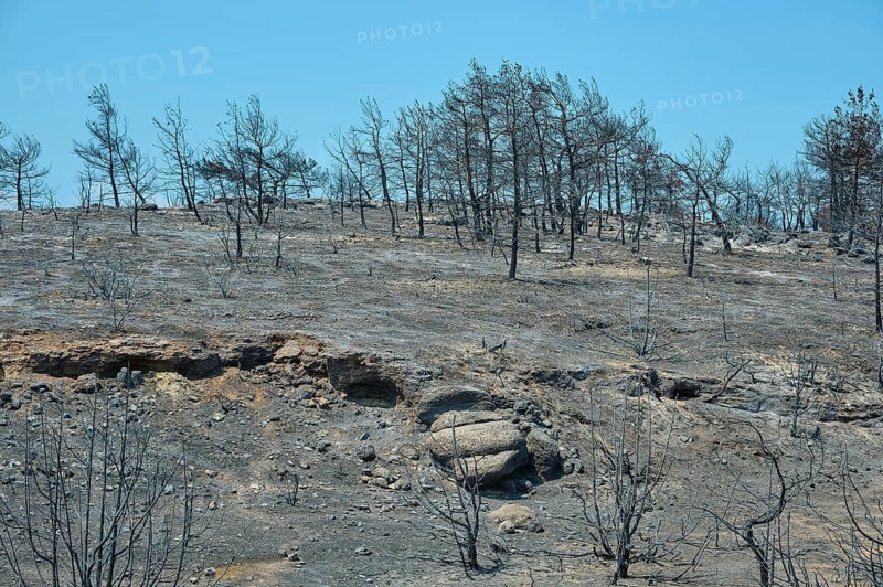 A desolate, charred landscape with burnt trees on a hill after a fire, forest fires, summer 2023, forest fire damage, Kiotari, Rhodes, Dodecanese, Greek Islands, Greece, Europe