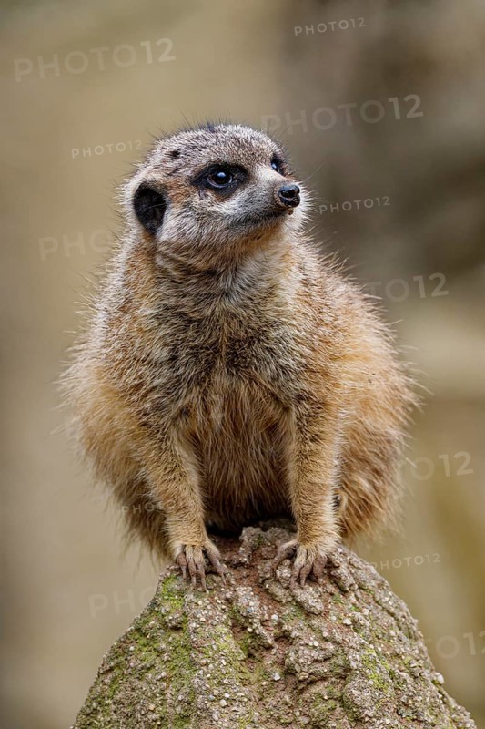Meerkat (Suricata suricatta), adult, guardian on a hill, vigilant, captive, occurrence southern Africa
