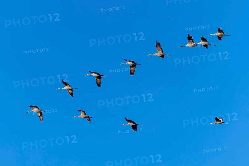 Cranes flying in V-formation against a clear blue sky, Crane (Grus grus) wildlife, Western Pomerania Lagoon National Park, Zingst, Mecklenburg-Western Pomerania, Germany, Europe