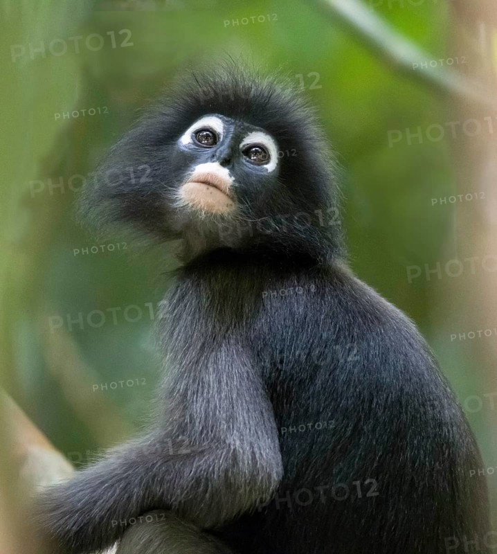 Dusky leaf monkey (Trachypithecus obscurus), Kaeng Krachan National Park, Phetchaburi Province, Thailand, Asia