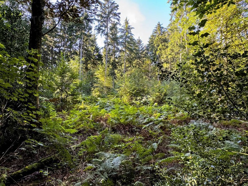 View of semi-shady clearing with ferns Wood fern Lady fern lady fern (Athyrium filix-femina) in unmanaged mixed forest in nature reserve, North Rhine-Westphalia, Germany, Europe