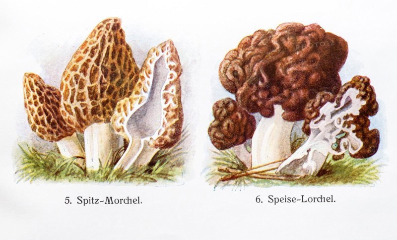 Drawings of mushrooms, black morel (Morchella elata) (syn.: Morchella conica) o. pointed morel, and edible morel (Gyromitra esculenta) (syn. Helvella esculenta) o. spring poisonous morel, spring morel, poisonous morel, which is eaten regionally despite its poisonousness, young and old fruiting bodies, longitudinal section, coloured chromolithography, lithography, detailed historical colour plate, illustration from Otto Schmeil, Lehrbuch Botanik, 28th edition, 1962. old fruiting bodies, longitudinal section, coloured chromolithography, lithography, lithograph, detailed historical colour plate, illustration from Otto Schmeil, Lehrbuch der Botanik, 28th edition, 1911, Germany, Europe