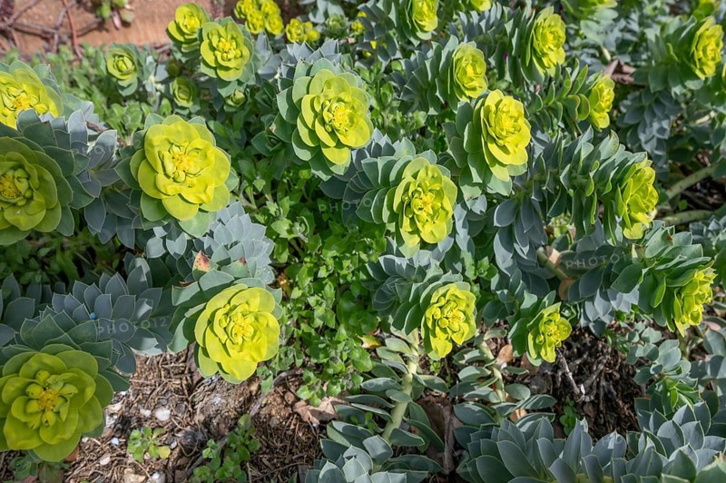 Roller spurge (Euphorbia myrsinites), Bavaria, Germany, Europe