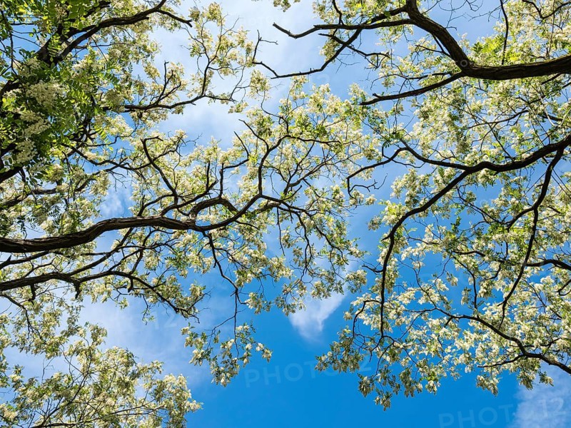 Blomstering Robinia tree, Robinia pseudoacacia, Robinie, at lake Plauer See, Brandenburg, Germany, Europe
