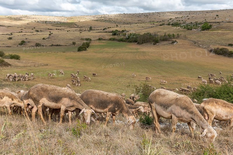 Herd of sheep in a large pasture on the causse mejean in the cevennes. Aveyron, France, Europe