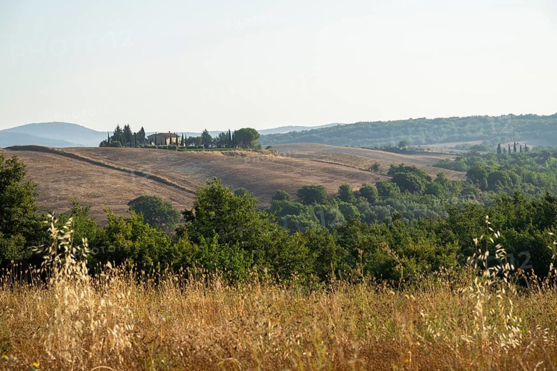 Typical Tuscan landscape in Val d'Orcia with hills, trees, fields, farmhouses and cypresses in summer, Tuscany, Italy, Europe