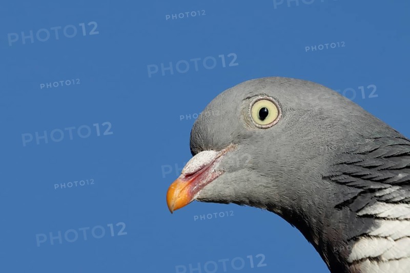 Wood pigeon (Columba palumbus) adult bird animal head portrait, England, United Kingdom, Europe
