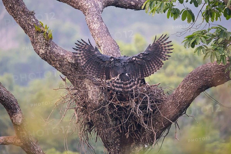 American harpy eagle (Harpia harpyja) Old bird, female lands in nest, Carajas National Park, Brazil, South America