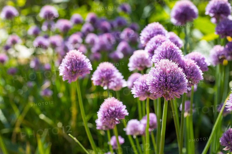 Purple flowers of chives (Allium schoenoprasum) in the garden