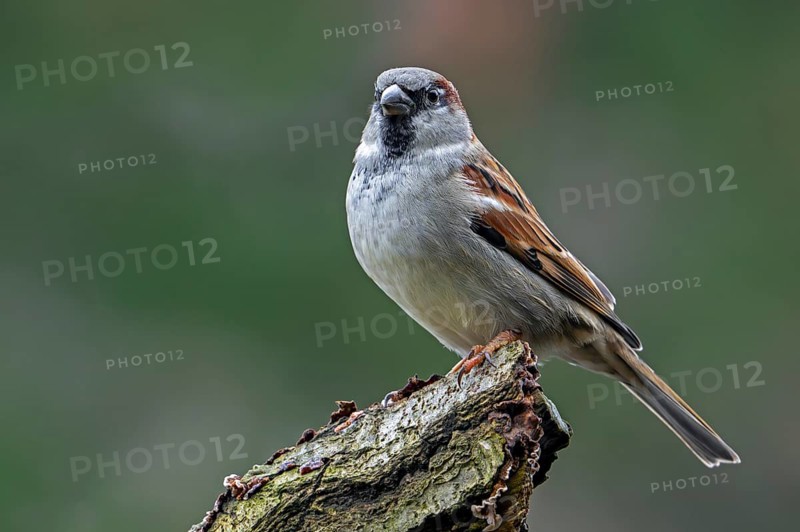 House sparrow (Passer domesticus) adult male perched on tree stump in early winter