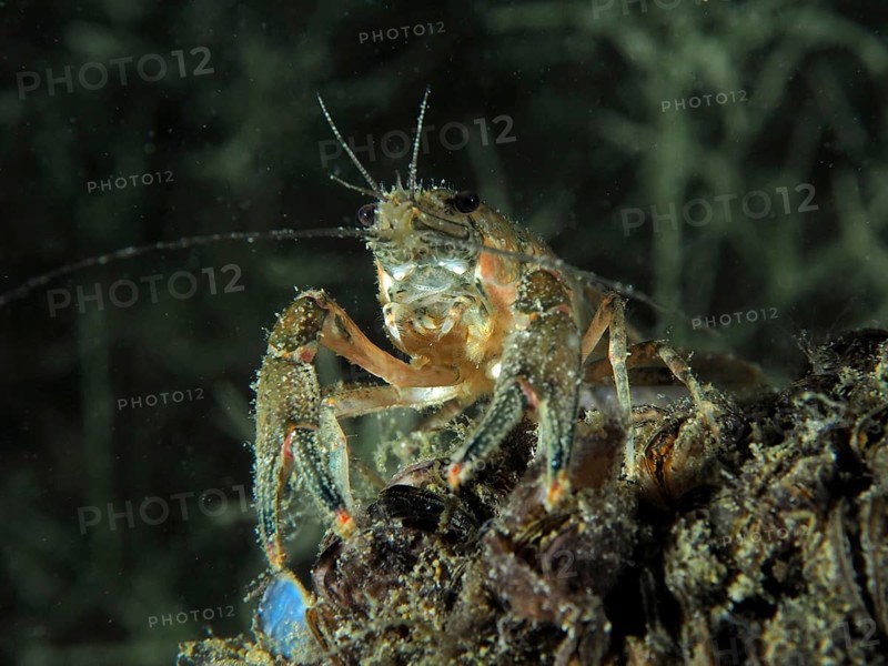 A crayfish (Faxonius limosus), American crayfish, invasive species, explores at night the underwater bottom covered with mussels, quagga mussel (Dreissena rostriformis bugensis), invasive species. Dive site Wildsau, Berlingen, Lake Constance, Switzerland, Europe