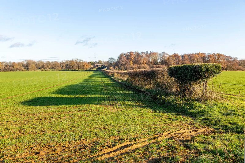 Long shadow cast in field by a hedgerow due to low angle winter sun, Sutton, Suffolk, England, UK