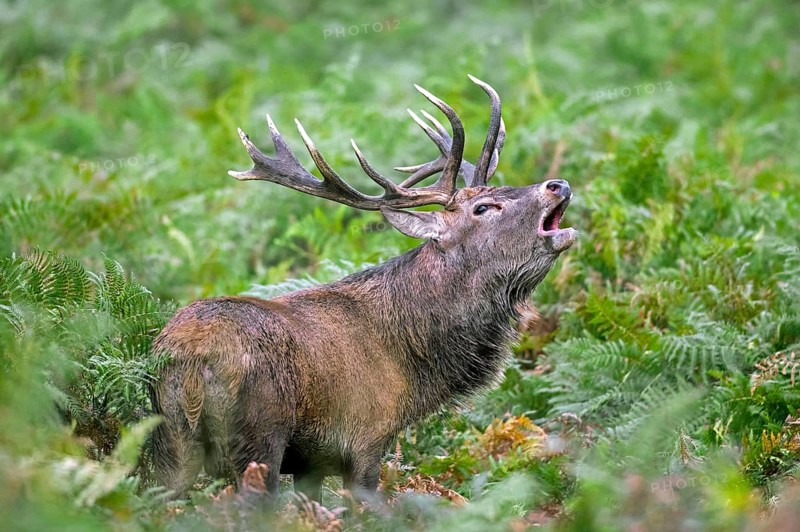 Red deer (Cervus elaphus) stag bellowing among bracken at forest's edge during the rut in autumn, fall