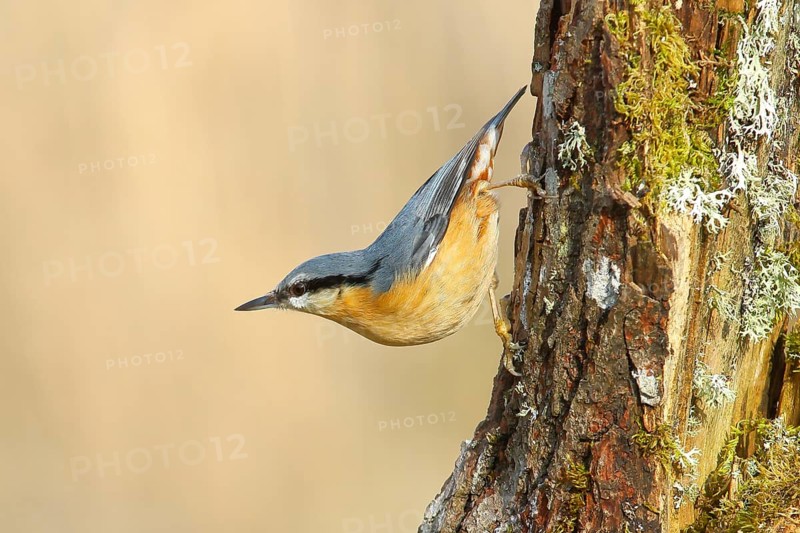 Nuthatch (Sitta europaea), hanging on a moss-covered branch, wildlife, animals, birds, nature photography, Neunkirchen, Siegerland, North Rhine-Westphalia, Germany, Europe