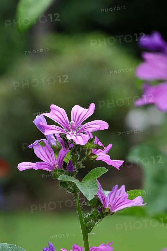 Common mallow (Malva sylvestris), flower in a meadow, medicinal plant, aromatic plant, medicinal use, Wilnsdorf, North Rhine-Westphalia, Germany, Europe