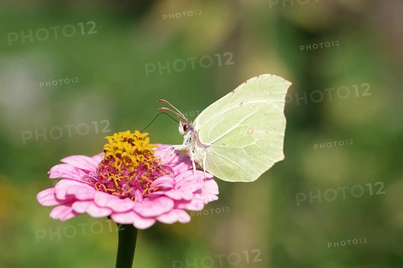 Lemon butterfly (Gonepteryx rhamni), butterfly, macro, flower, colourful, summer, A colourful close-up of the lemon butterfly on a zinnia. The butterfly sucks nectar from the flower with its sucking tube
