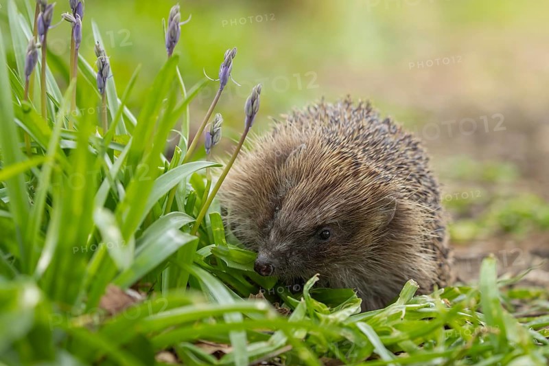 European hedgehog (Erinaceus europaeus) adult animal walking passed flowering Bluebells in a garden in the spring, England, United Kingdom, Europe