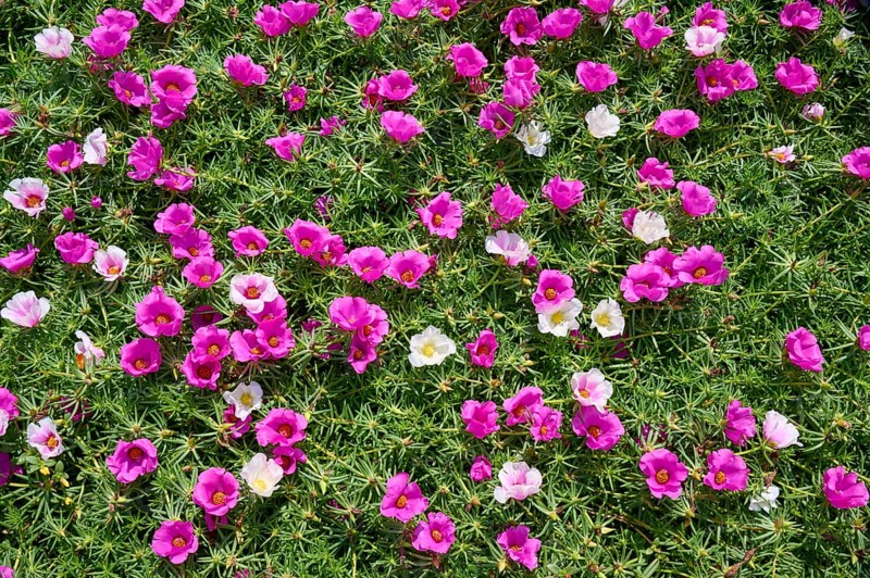 Moss-rose purslane (Portulaca grandiflora), summer, Ossiach, Lake Ossiach, Carinthia, Austria, Europe